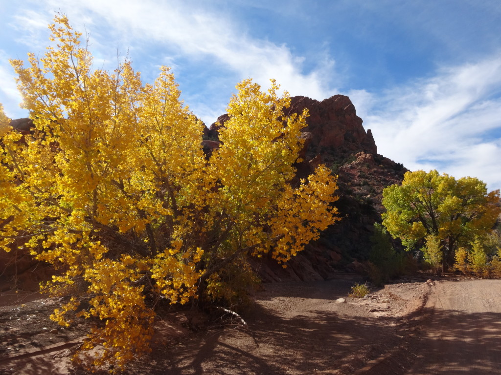 fall colors