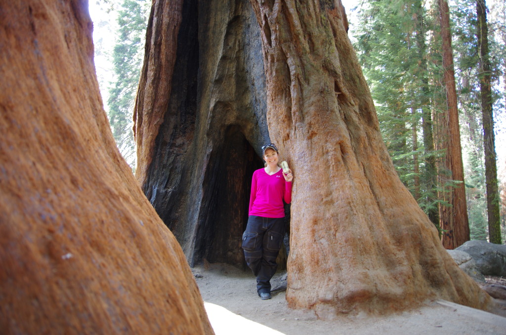 General Sherman Tree