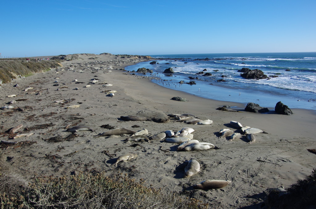 Elephant Seals