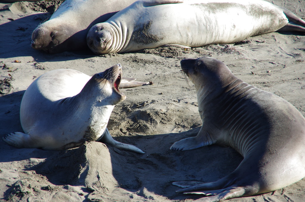 Elephant Seals