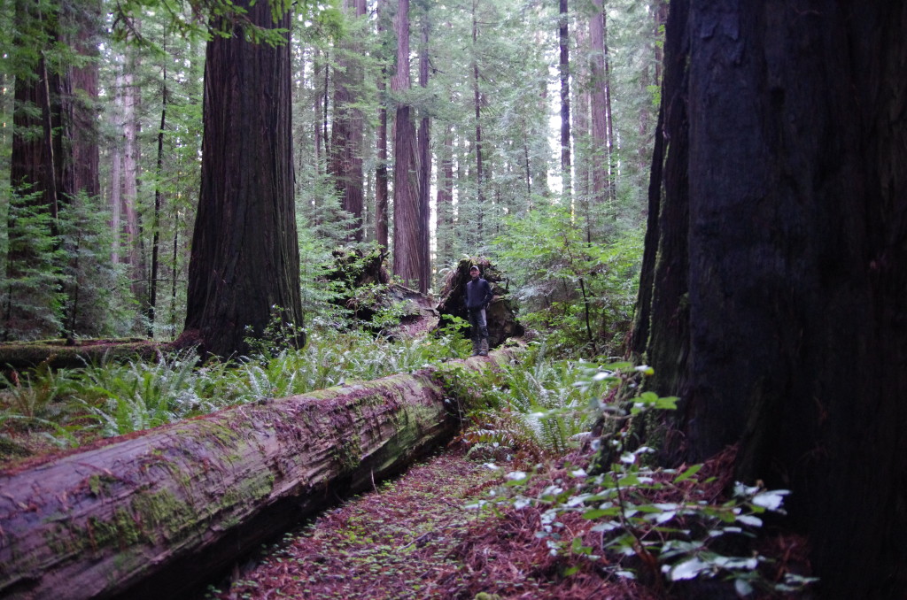 Rockefeller Trail